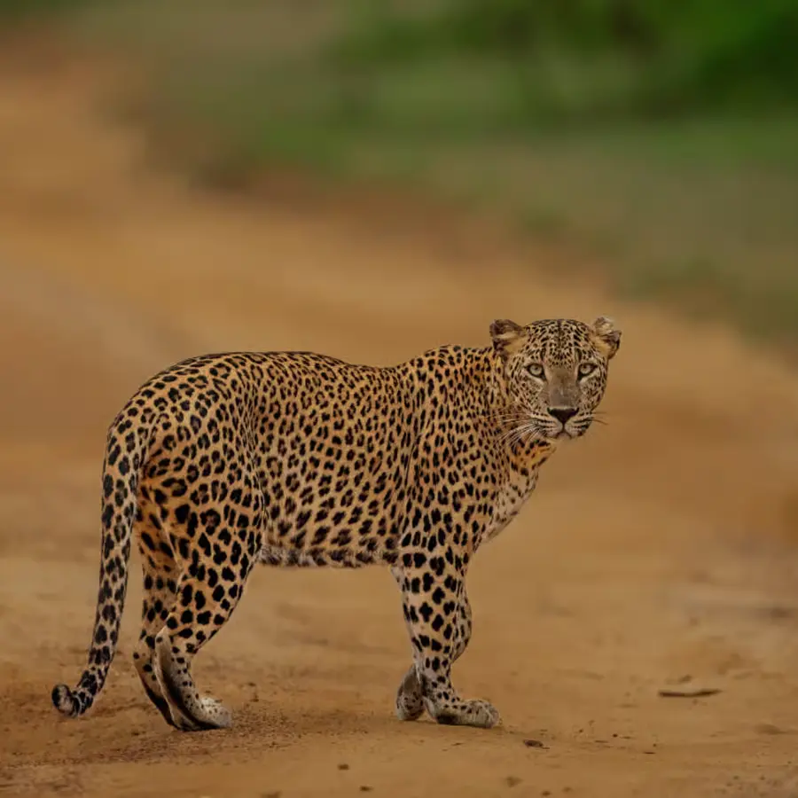 Mirissa to Yala Safari Package